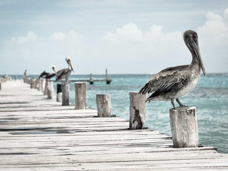 明清小说志怪<br>ljvwvuu.cn 聊斋画皮故事